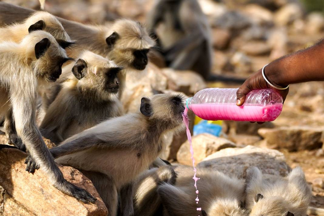 Termometreler 50 dereceyi gösterdi. Tarihin en yüksek sıcaklık rekoru - Resim: 1